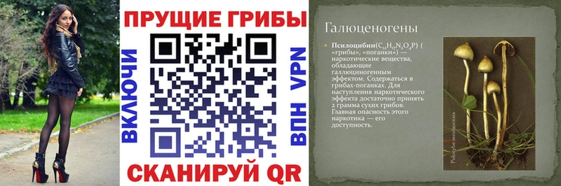 Купить закладки  Хадыженск  Псилоцибиновые грибы Cubensis 
